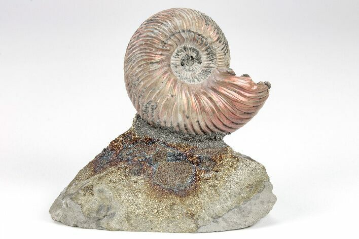 Iridescent, Pyritized Ammonite (Quenstedticeras) Fossil Display #209431